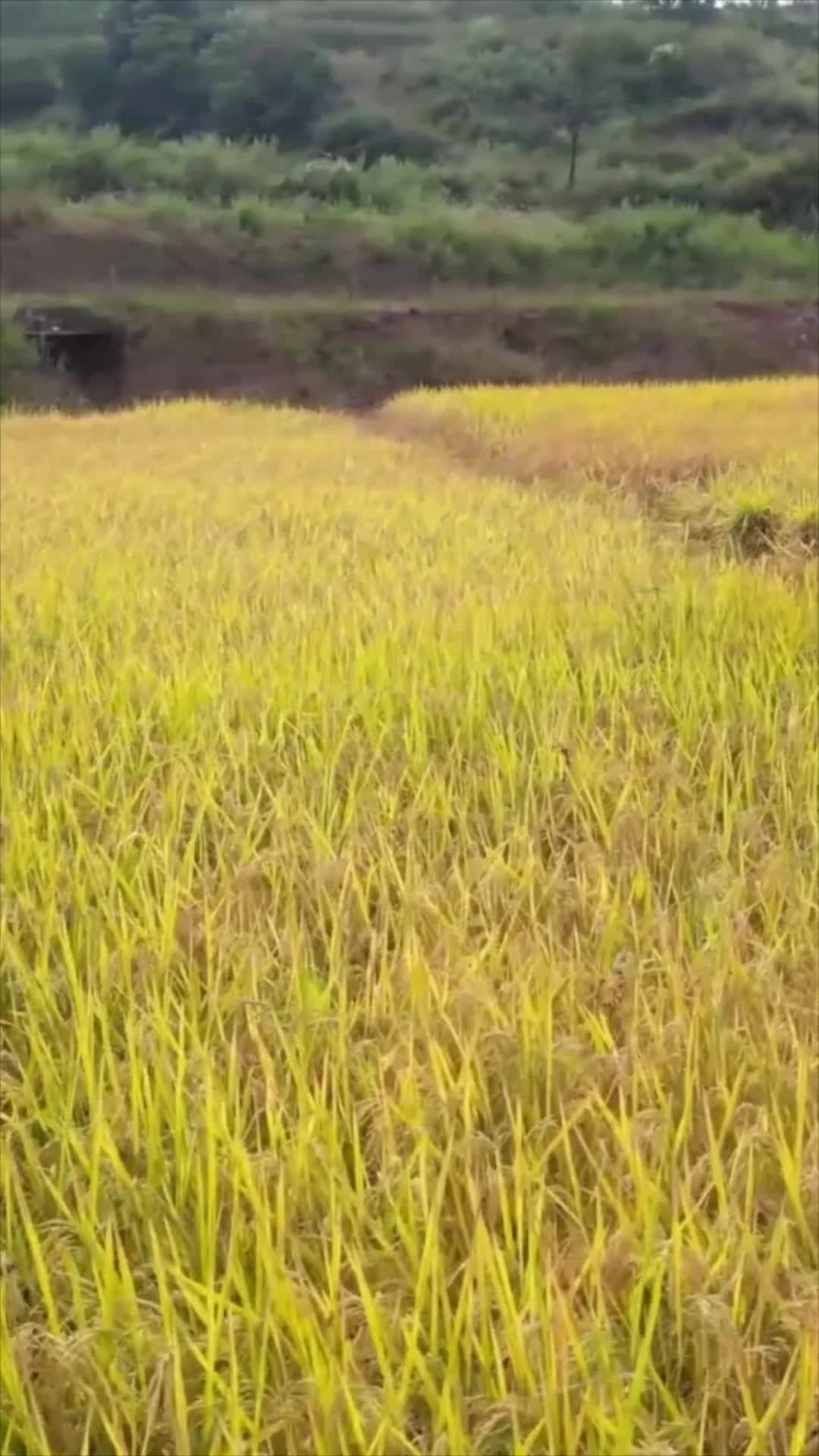 แปลงนา 'ข้าวยักษ์' โตสูง 2 เมตร พร้อมเก็บเกี่ยวในยูนนาน