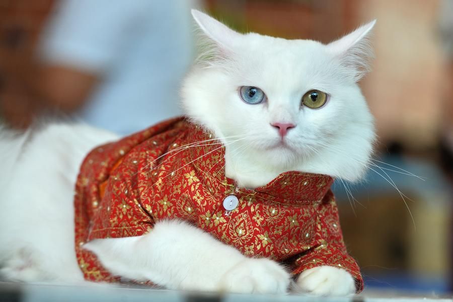 Asia Album : แมวเหมียวแต่ง 'ชุดไทย' อวดความน่ารักในอยุธยา