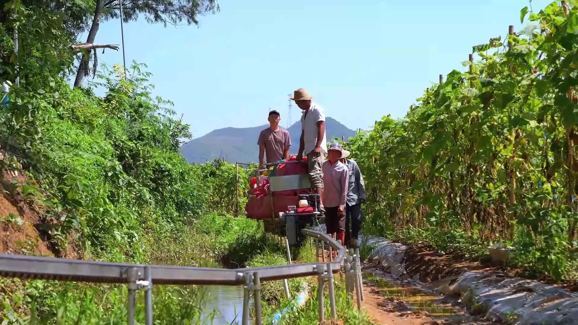 ชาวสวนกวางตุ้งใช้ 'รถรางสายแตงกวา' ขนส่งผลผลิตสดใหม่