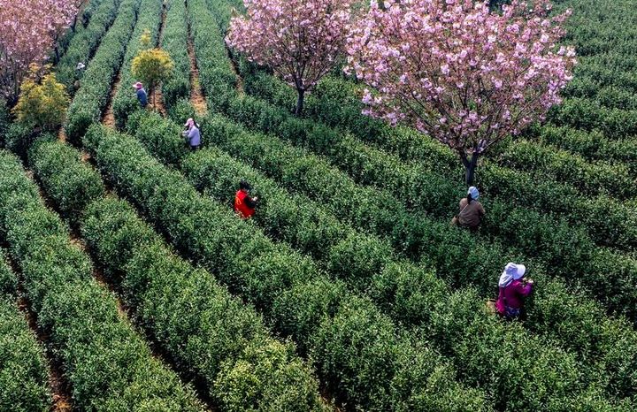 นักวิทย์จีนไขความลับคงความสดของ 'ชา' ปลายฤดูใบไม้ผลิ
