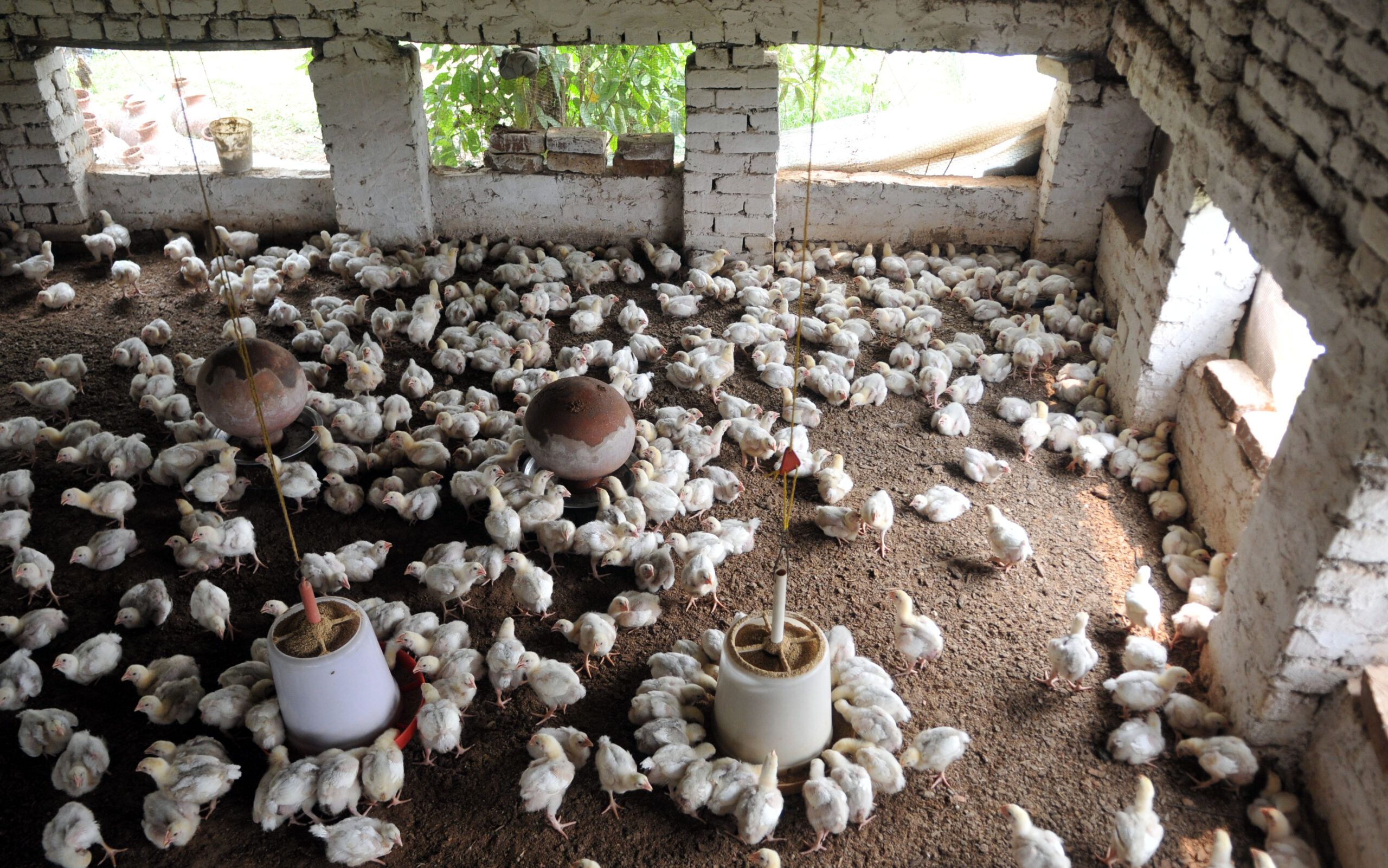 อินเดียพบ 'โรคปริศนา' ทำไก่ล้มตาย 2,500 ตัวในรัฐเตลังคานา