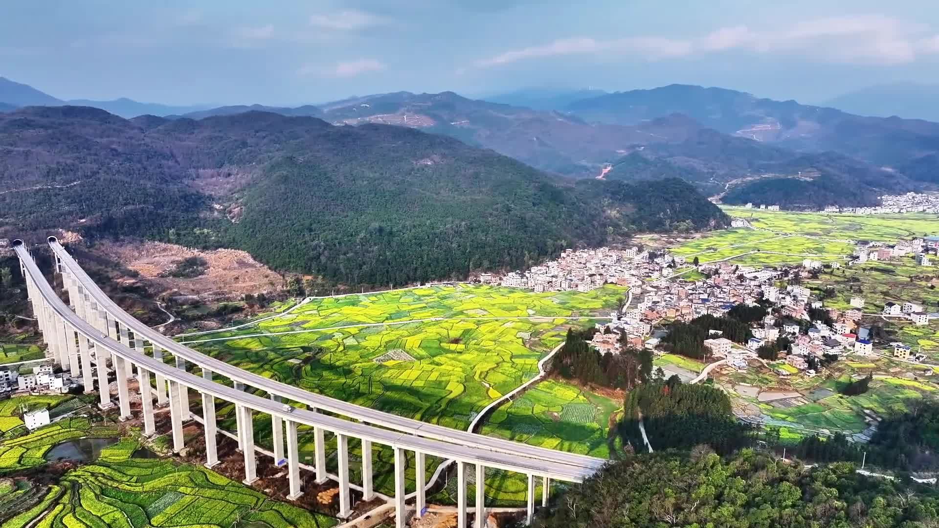 ขับรถบนสะพานสูงทะลุเขา ชมวิวดอกผักกาดเหลืองสดใส