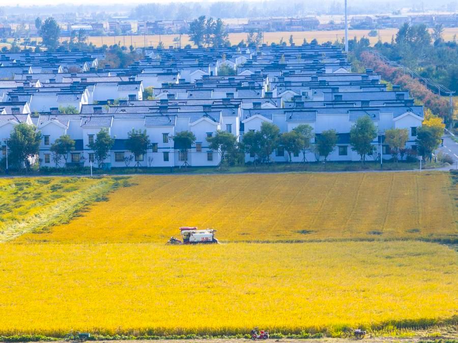 เกษตรกรขับรถจักรเกี่ยวข้าวรวงเหลืองทองในเจียงซู