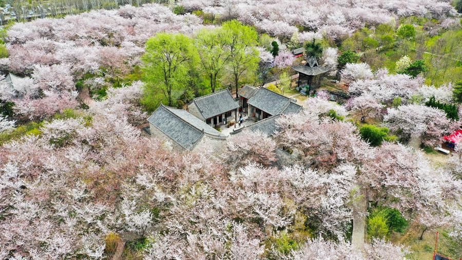 ดอกซากุระนับหมื่นต้น ผลิบานสวยในเหอหนาน