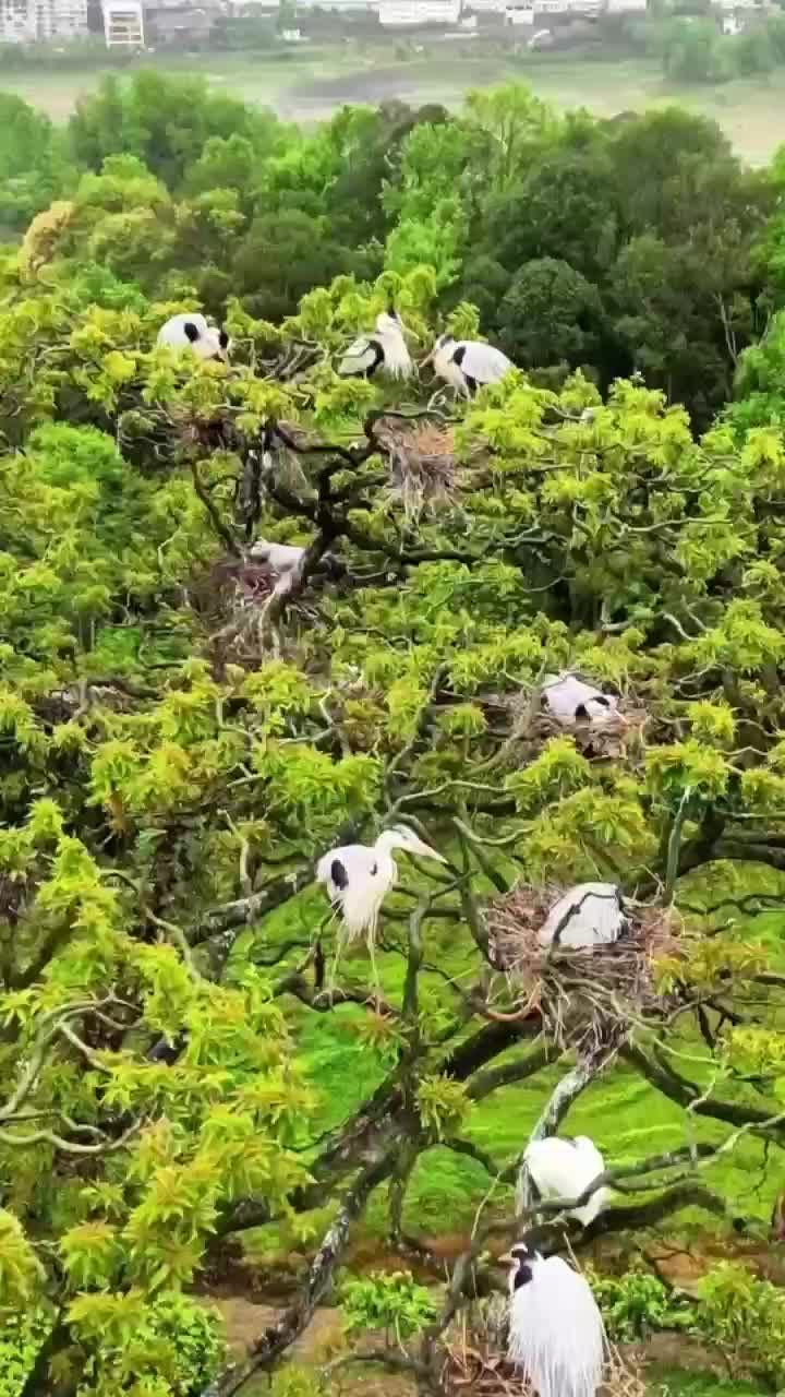 ฝูงนกกระสานวลในฉงชิ่ง เปลี่ยน 'ต้นไม้โบราณ' เป็นจุดนัดพบเขียวขจี