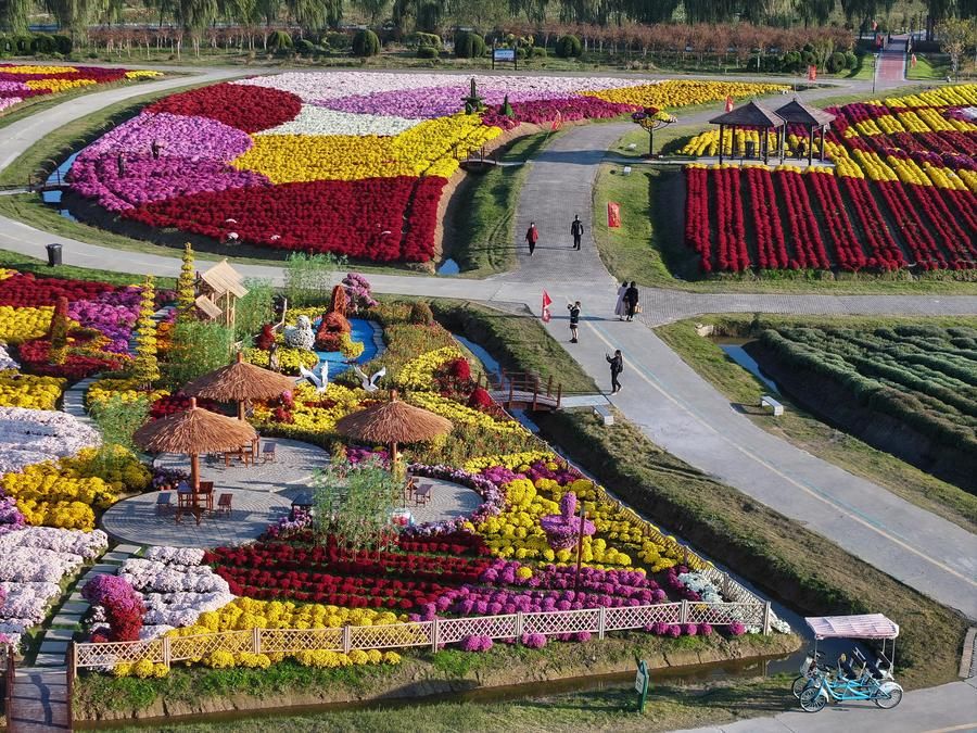 ทะเล 'ดอกเบญจมาศ' หลากสีสันตระการตาในเจียงซู