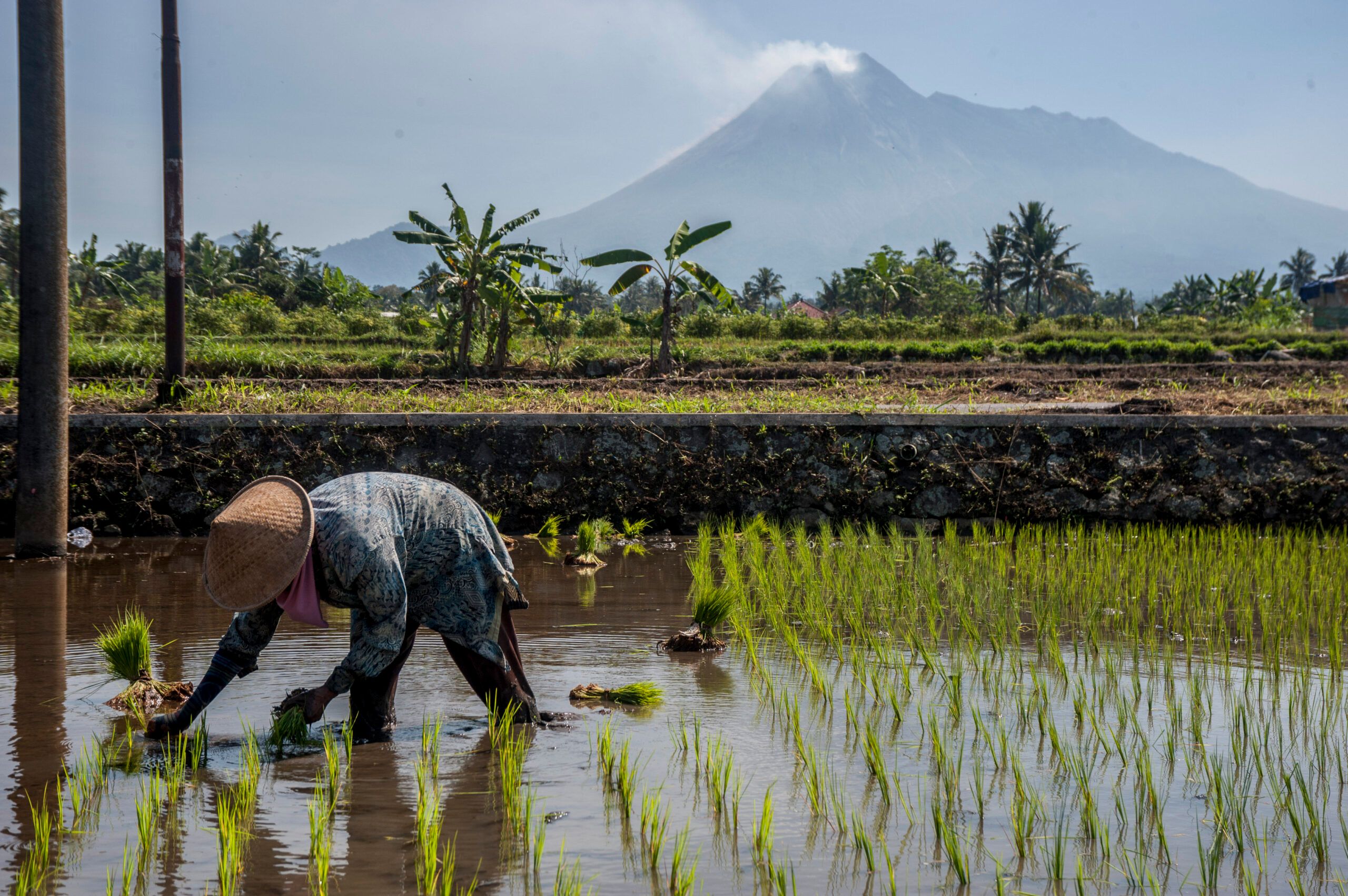 อินโดฯ เล็งผลิต 'ข้าว' 32 ล้านตันในปี 2025 ปูทางเลิกนำเข้าข้าว