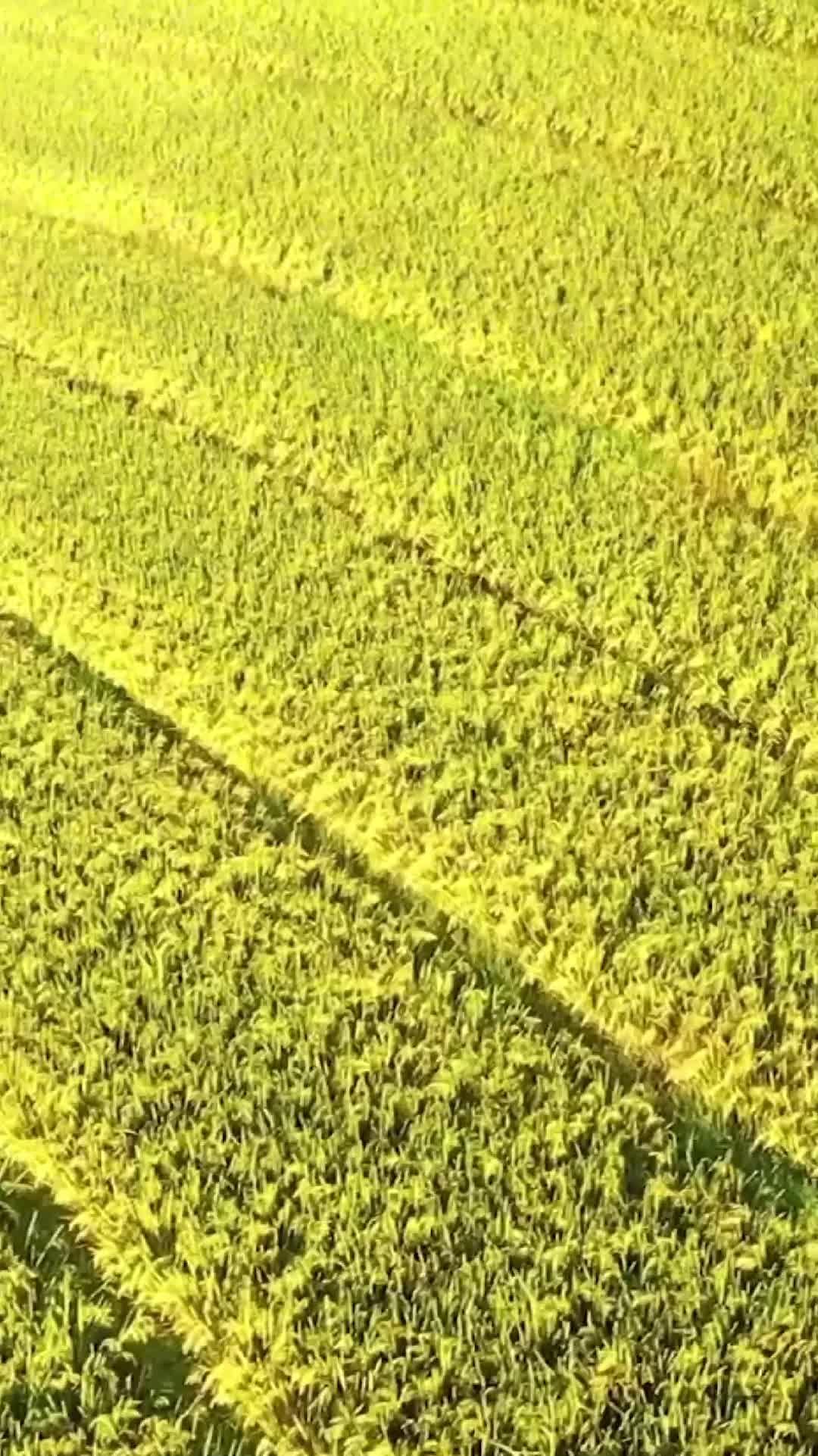 นาขั้นบันได' สีสันเหลืองทองในเจียงซี