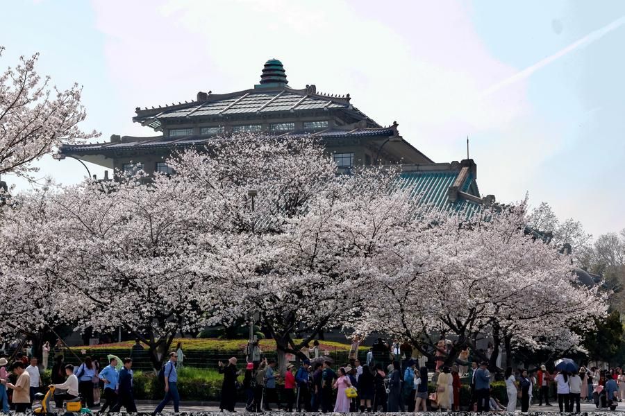 ดอกไม้นานาพันธุ์บานสวยแต่งแต้มมหา'ลัยในจีน