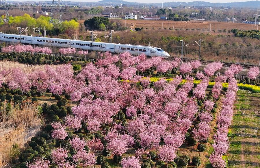 รถไฟความเร็วสูงวิ่งผ่าน 'ทะเลซากุระ' ในเหอเฝย