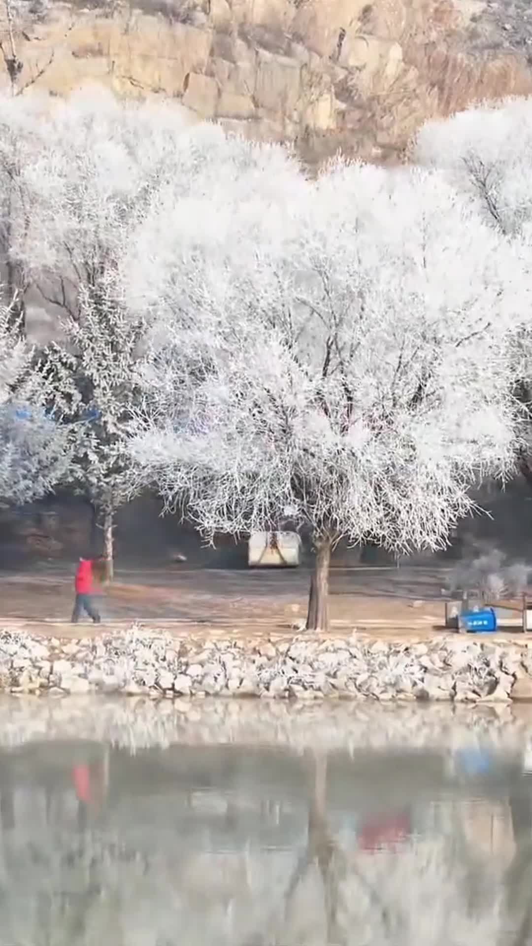 สวยสะดุดตา 'น้ำค้างแข็ง' เคลือบแมกไม้ในจี๋หลิน