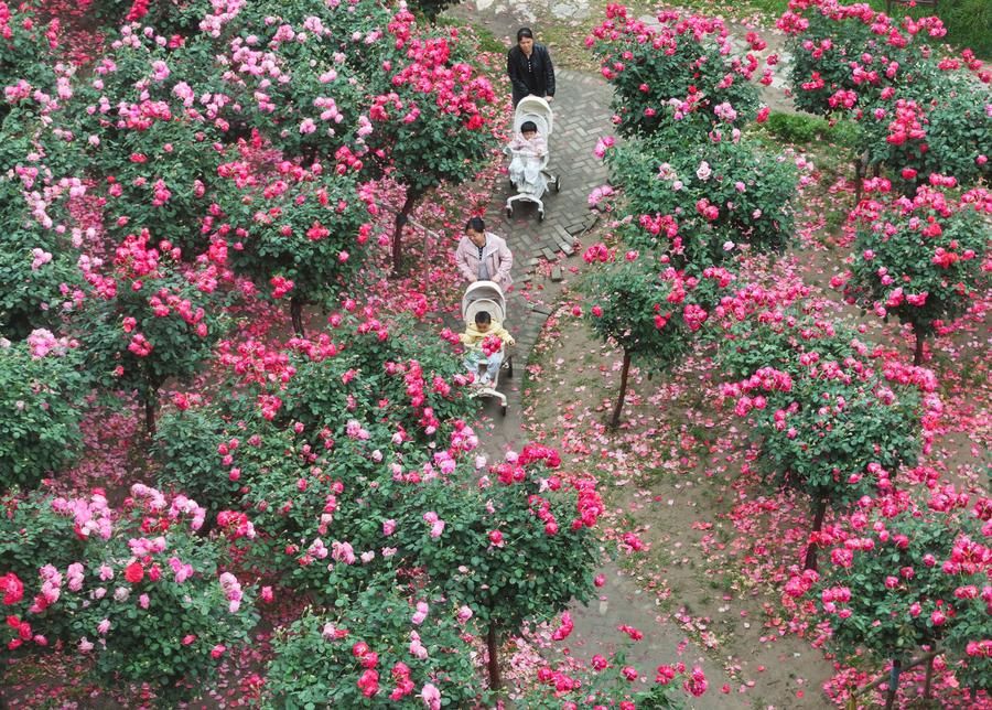 ระเบียงวัฒนธรรม' ริมคลองขุดในเจียงซู มุ่งผสานธรรมชาติ-ความทันสมัย