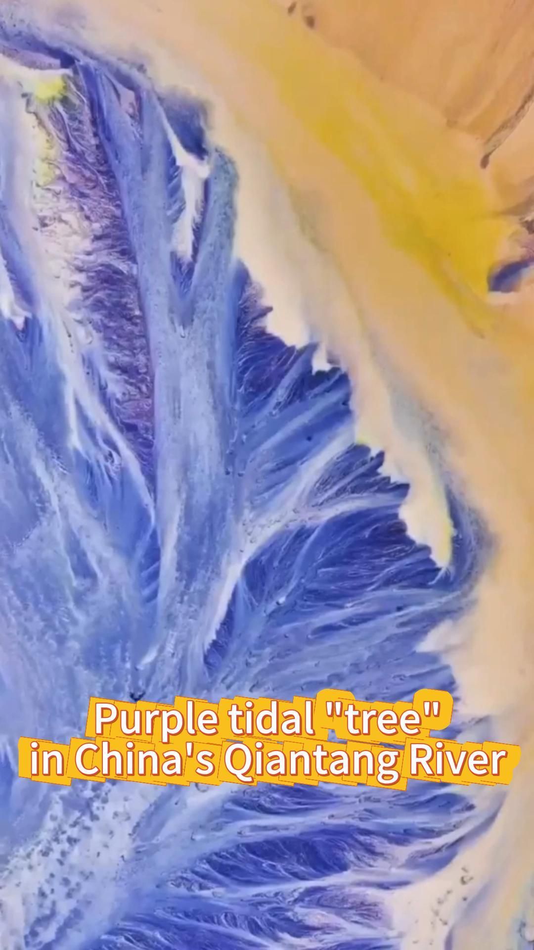แปลกแต่สวย! ลวดลาย 'ต้นไม้สีม่วง' โผล่กลางแม่น้ำในเจ้อเจียง