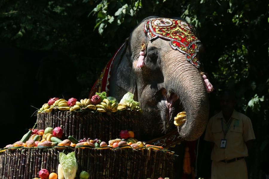 โมโม' ช้างเอเชียแก่สุดในสวนสัตว์เมียนมา ฉลองวันเกิดอายุ 71 ปี